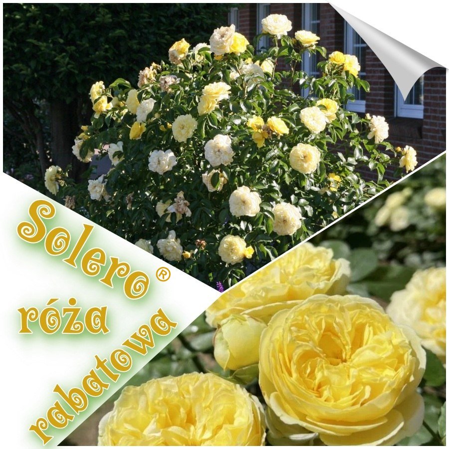 Solero róże rabatowe